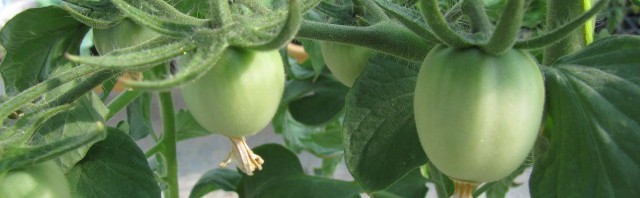 growing tomatoes in grow bags