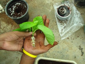 Propagating Hydrangeas from cuttings