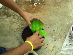 Propagating Hydrangeas from cuttings