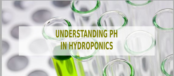 Understanding pH in Hydroponics