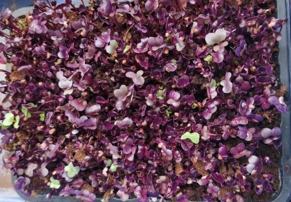 Radish Red Sango Microgreen Seeds 