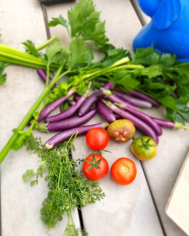 Harvest du jour

#Celery #tomatoes #brinjal #coriander #fig 

.
.
.
.
.

#agritech #agtech #horticulture 
#hydroponicsystem #greenhousegrown #plantaseedday #foodsecurity #iamamodernfarmer #modernfarming #growers #urbanagriculture #growingfood #realfood #cleaneating #plantbased