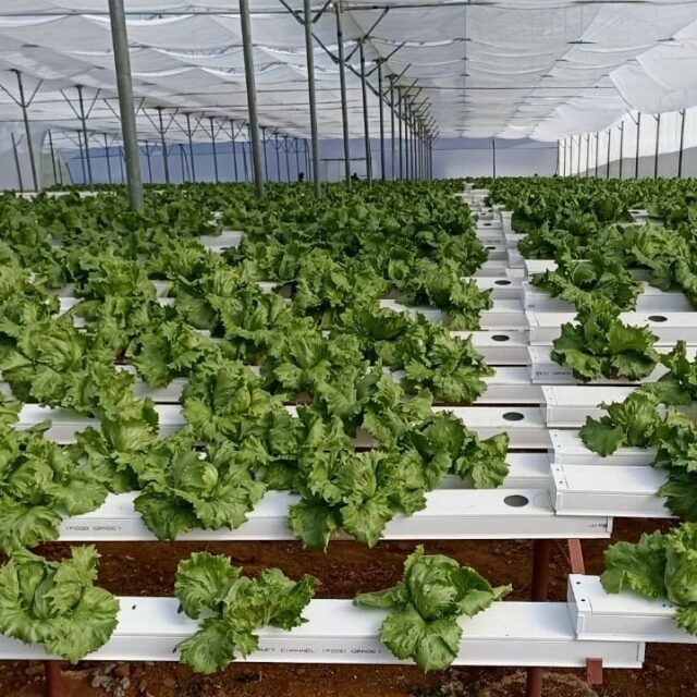 The iceberg crop is ready for harvest, in our first farm in the nilgiris. The crop is doing very well and the weight of the head is an indication. 

If you are looking for iceberg lettuce, look no further! Get in touch.

#hydroponics #commercialfarm #iceberglettuce
#saladcrop #headlettuce #saladgreens #hydroponicsfarm #hydroponicsinooty
#ootyfarms #ootydiaries 
#farmersofinstagram 
#chefsofbangalore #chefsofchennai #chefsofindia 
#instachefs 
#bangalorefood #plantbaseddiet