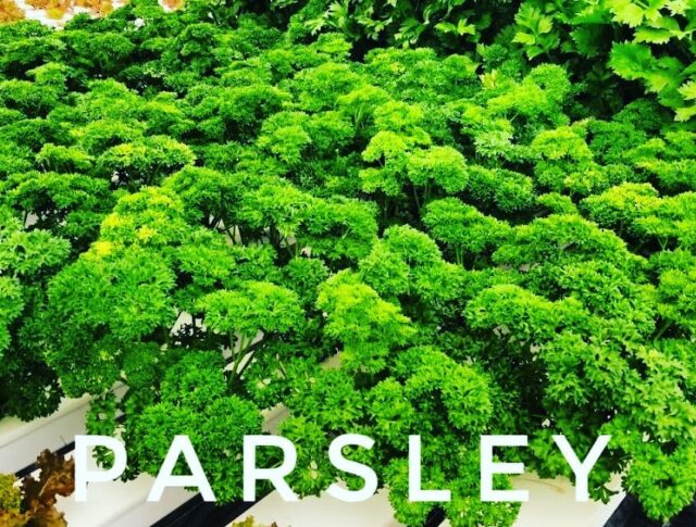 Herbs in Hydroponics

Parsley is one of those #herbs that are so beautiful in appearance. 

A table of parsley looks like a mini forest.

What's your favourite #herb?

.
.
.
.
.
.
.
.

#curledparsley #mosscurledparsley 
#italianherbs
#chef
#herbsinthekitchen 
#herbsandspices 
#herbsinaction 
#foodies 
#peterselie 
#peterseli
#maydanoz
#perejil
#perejilfresco