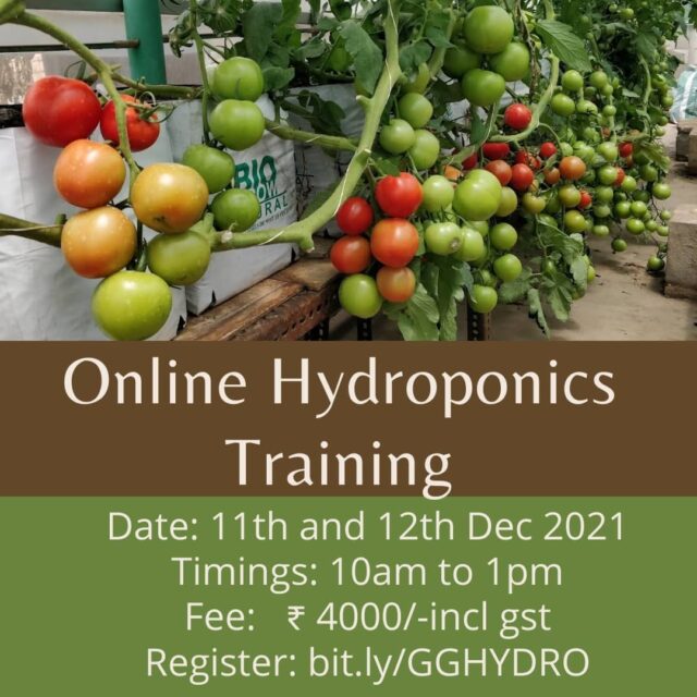 Hydroponics Training - Batch 3

The third batch of online Hydroponics training is here comin
ng weekend.

The first and second batch were a great success. We had a live commercial farm tour and also a tour of our Experience center.
A solid foundation makes for an excellent understanding of any topic and Hydroponics is No different.

With ths course, you will be able to achieve

- Have a strong hold on the fundamentals of growing plants.
- Understand plant science better and take impactful decisions
- Appreciate Hydroponics as a technology and understand how to use it.
- Have a thorough understanding of different hydroponics systems and their usage
- Better crop planning for production (home garden or farm)
- Failsafe business planning on commercial Hydroponics.
- Launch a business in Hydroponics

#hydroponicstraining #hydroponicsworkshop #onlinetraining #hydroponics101 #hydroponicsindia #urbanfarming #plantaseedday #growyourownfood #hydroponicsclasses #hydroponicscoach #biggreen #learnhydroponics
#agritech #agtech #horticulture
#hydroponicsystem #greenhousegrown #plantaseedday #foodsecurity #iamamodernfarmer #modernfarming #growers #urbanagriculture #growingfood #realfood #cleaneating #plantbased