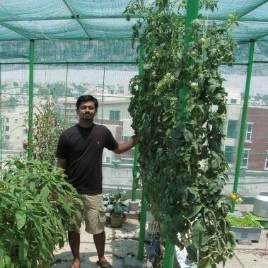 Throwback to 2010.
Sometime in April 2010. Me on my rooftop inside a shadenet house that my wife and i setup. 

These times were the foundation for everything i am today. 

 My love for plants and hydrpponics has increased multifold and so did my weight.. 😂
My career  now has more Hydroponics years than Computer science years (the science I graduated in) 

The crops in this pic are tomato, amaranthus. 

Tomato is a variety called Naveen from indo American hybrid seeds. 
@rashmi.attavar

#throwback #hydroponics #greenhousegrown
#hydroponicsindia
#tomato #throwbackthursday
#agritech #agtech #horticulture 
#hydroponicsystem #greenhousegrown #plantaseedday #foodsecurity #iamamodernfarmer #modernfarming #growers #urbanagriculture #growingfood #realfood #cleaneating #plantbased