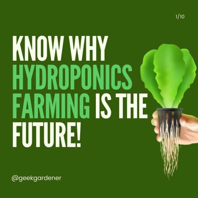 As India's population is growing, hydroponics farming has the ability to feed a vast number of people.🙌

This technique has the potential to change the game in locations where water is scarce and soil quality is poor. 💚

When compared to traditional farming methods, hydroponics farming has various advantages.💯

The term "hydroponic" simply refers to a method of growing plants in water without the use of soil.💧

And let me know your views in the comments 🙌

.
.
.
.
.
#hydroponics #commercialfarm #hydroponicsfarm #farmersofinstagram #gardenguru
#agritech #hydroponicsystem #iamamodernfarmer #modernfarming #growers #urbanagriculture #growingfood #farmlife #soilless #urbanfarm #growyourownfood
#hydroponicsindia #hydroponics🍃 #geekgardener #hyperfarms #future #instagram