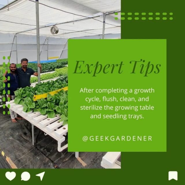 Introducing the Expert Tips, these tips will assist you in identifying and resolving problems in your garden.🙌

When growing healthy crops using the Hydroponics method, you must ensure that the system is clean and uncontaminated.✅

As a result, after successfully employing the hydroponics technique, you must flush, clean, and sterilise the entire system.💯

Double tab if you found it helpful ❤️
.
.
.
.
.
.
.
.
.
#experttips #sterilize #facts💯 #hydroponics #hydroponic #hydroponicsindia #hydroponicgarden #hydroponicfarming #hydroponicfarm #growyourownfood #hyperfarmsexperiencecentre #hyperfarms #gardening #gardenguru #gardenguruinpractice #geekgardener #hydroponicsystem #hydroponicvegetables #hydroponicstore #hydroponics🍃 #commercialfarm #agritech #modernfarmer #growyourfood