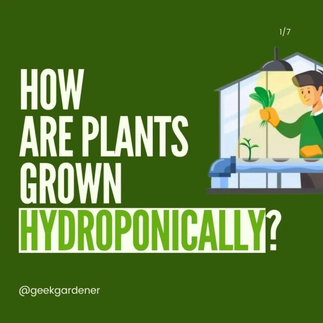 There are numerous advantages to starting your own hydroponic garden. 
It can be as large (or as small) as you want, works almost anywhere, and often grows plants faster than traditional gardens. 🙌

Because of vertical designs and space-saving options, hydroponic plants are often more cost-effective, low-maintenance, and versatile. 💯

Even better, hydroponic systems use less water than in-ground farming and protect your plants from a variety of diseases and pests. ✅

And hit a like if you found it helpful❤️
.
.
.
.
.
.
.
.

#nutrients #light #farming #freshwater #oxygen #rootsupport #hydroponics #hydroponic #hydroponicsindia #hydroponicgarden #hydroponicfarming #hydroponicfarm #growyourownfood #hyperfarmsexperiencecentre #hyperfarms #gardening #gardenguru #gardenguruinpractice #geekgardener #hydroponicsystem #hydroponics🍃 #agritech #modernfarmer #growyourfood