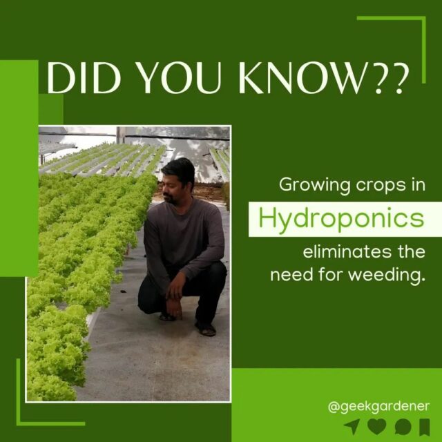 Irritating weeds can be one of the most time-consuming tasks for any gardener.👨‍🌾 Grass is mostly associated with the ground. 

Thus, if the soil is eliminated the problem of weed will be removed.💯

Follow to learn more about Hydroponics 🙌
.
.
.
.
.
.
.
.

#weeds #weeding #didyouknow #facts💯 #hydroponics #hydroponic #hydroponicsindia #hydroponicgarden #hydroponicfarming #hydroponicfarm #growyourownfood #hyperfarmsexperiencecentre #hyperfarms #gardening #gardenguru #gardenguruinpractice #geekgardener #hydroponicsystem #hydroponicvegetables #hydroponicstore #hydroponics🍃 #commercialfarm #agritech #modernfarmer #growyourfood