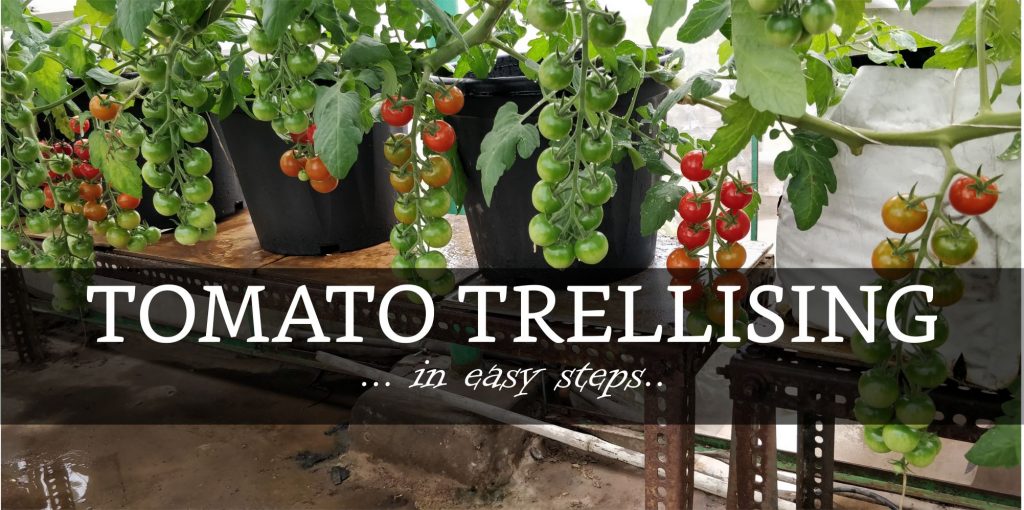 training tomatoes – GEEKGARDENER